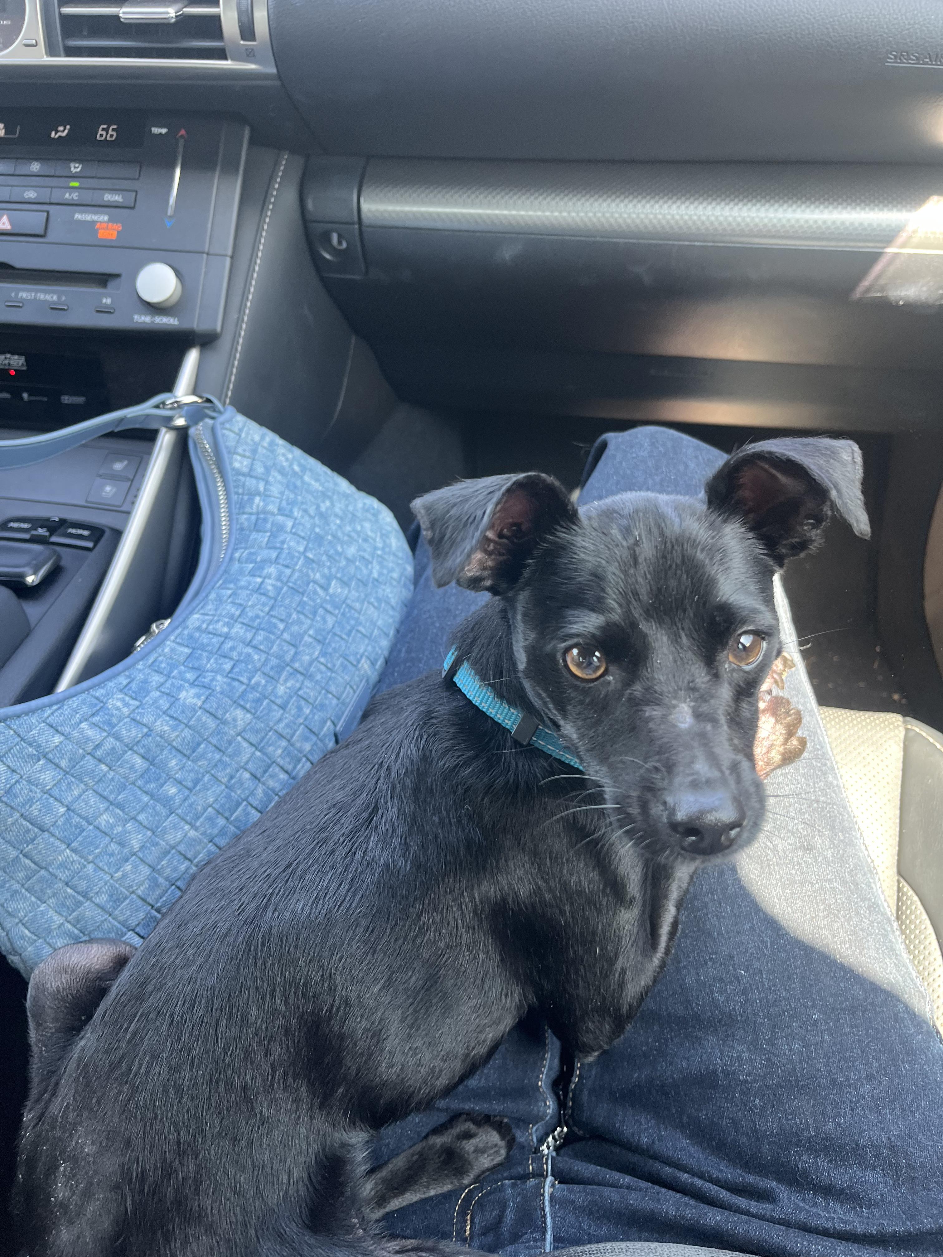 Enlarge Lion, a Adoptable mixed breed in Murrieta, CA image 2/3