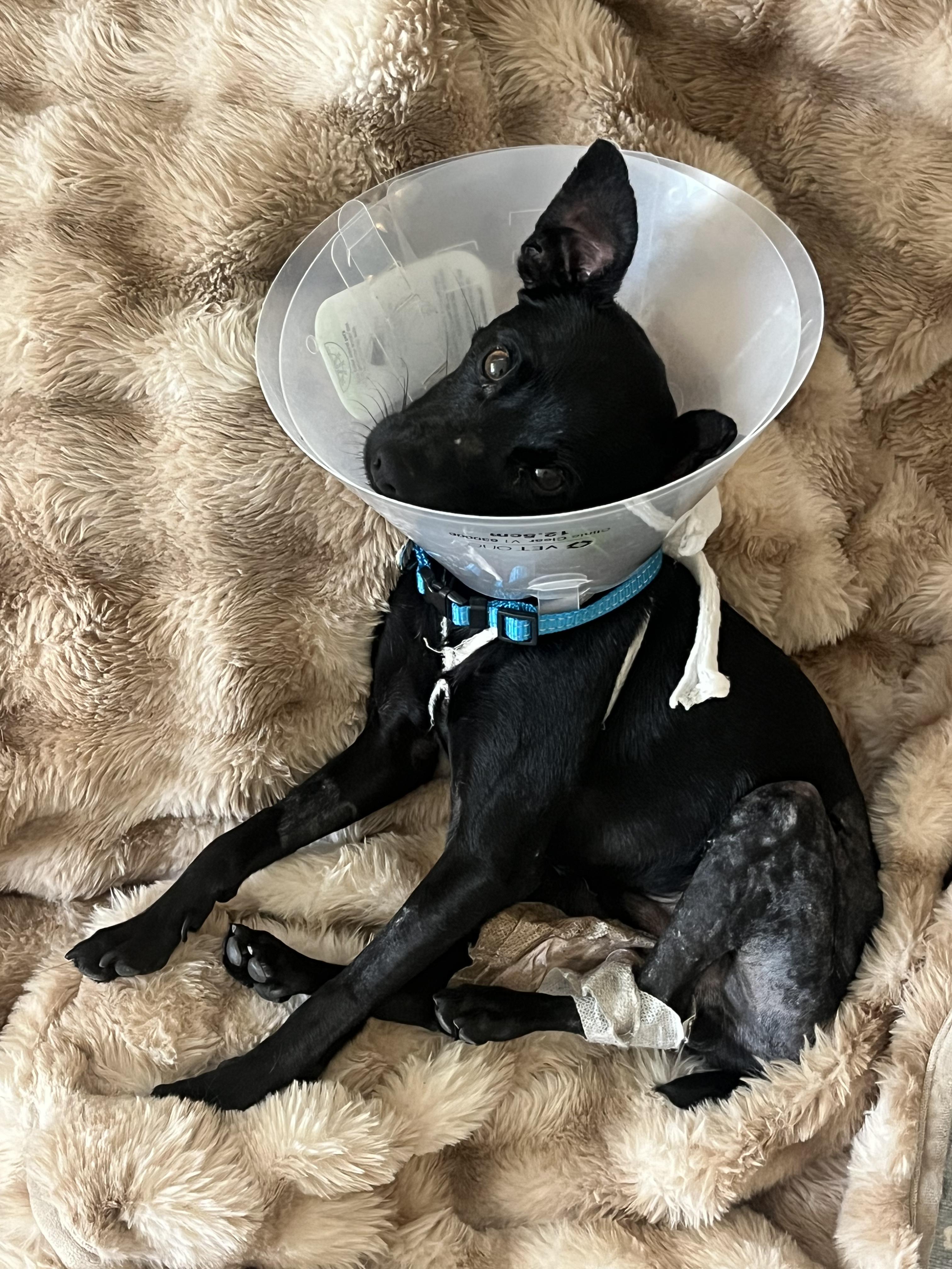 Lion, Adoptable, Young Male Chihuahua.