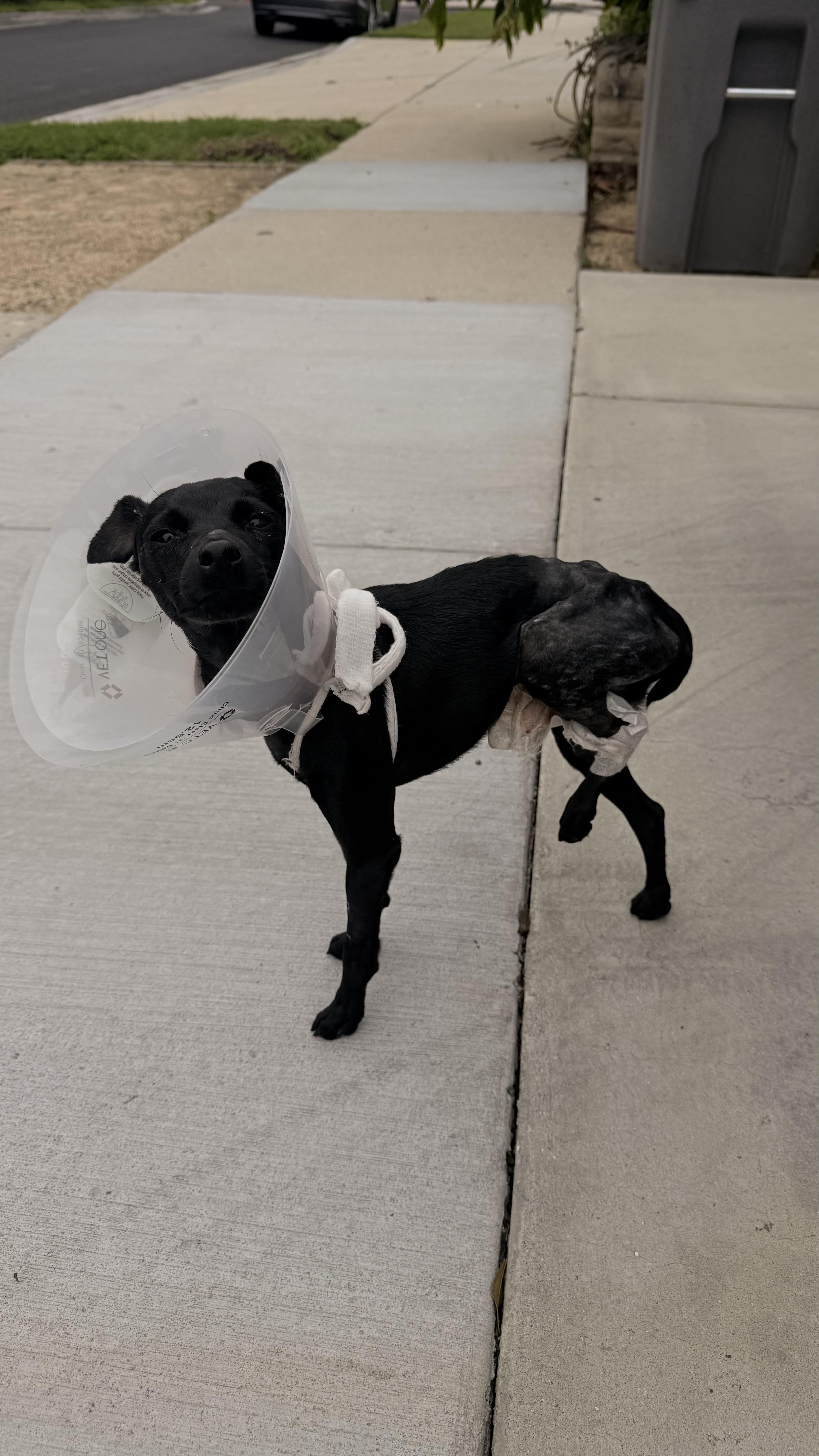 Enlarge Lion, a Adoptable mixed breed in Murrieta, CA image 3/3