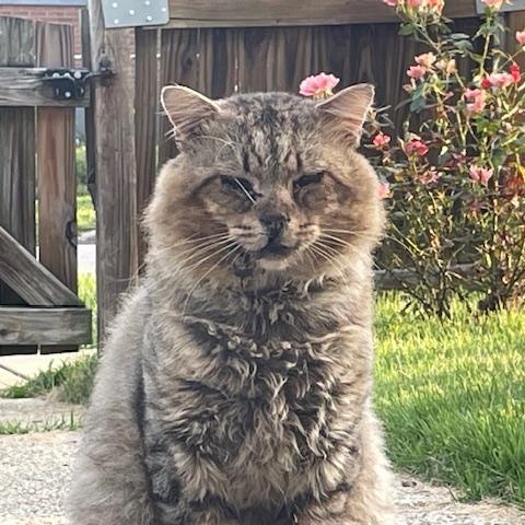 Bob, ADOPTABLE, Adult Male Domestic Medium Hair & Maine Coon.
