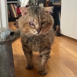 Bob, a ADOPTABLE mixed breed in Hyattsville, MD image 2/5