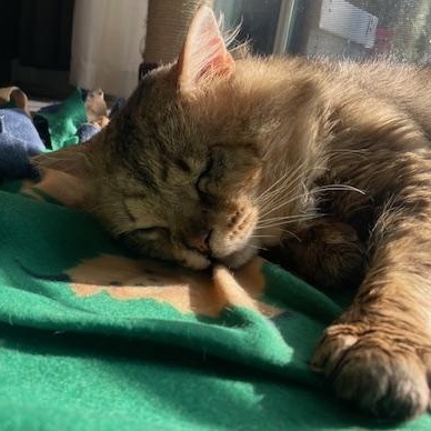 Bob, a ADOPTABLE mixed breed in Hyattsville, MD image 3/5