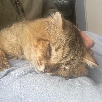 Bob, a ADOPTABLE mixed breed in Hyattsville, MD image 4/5