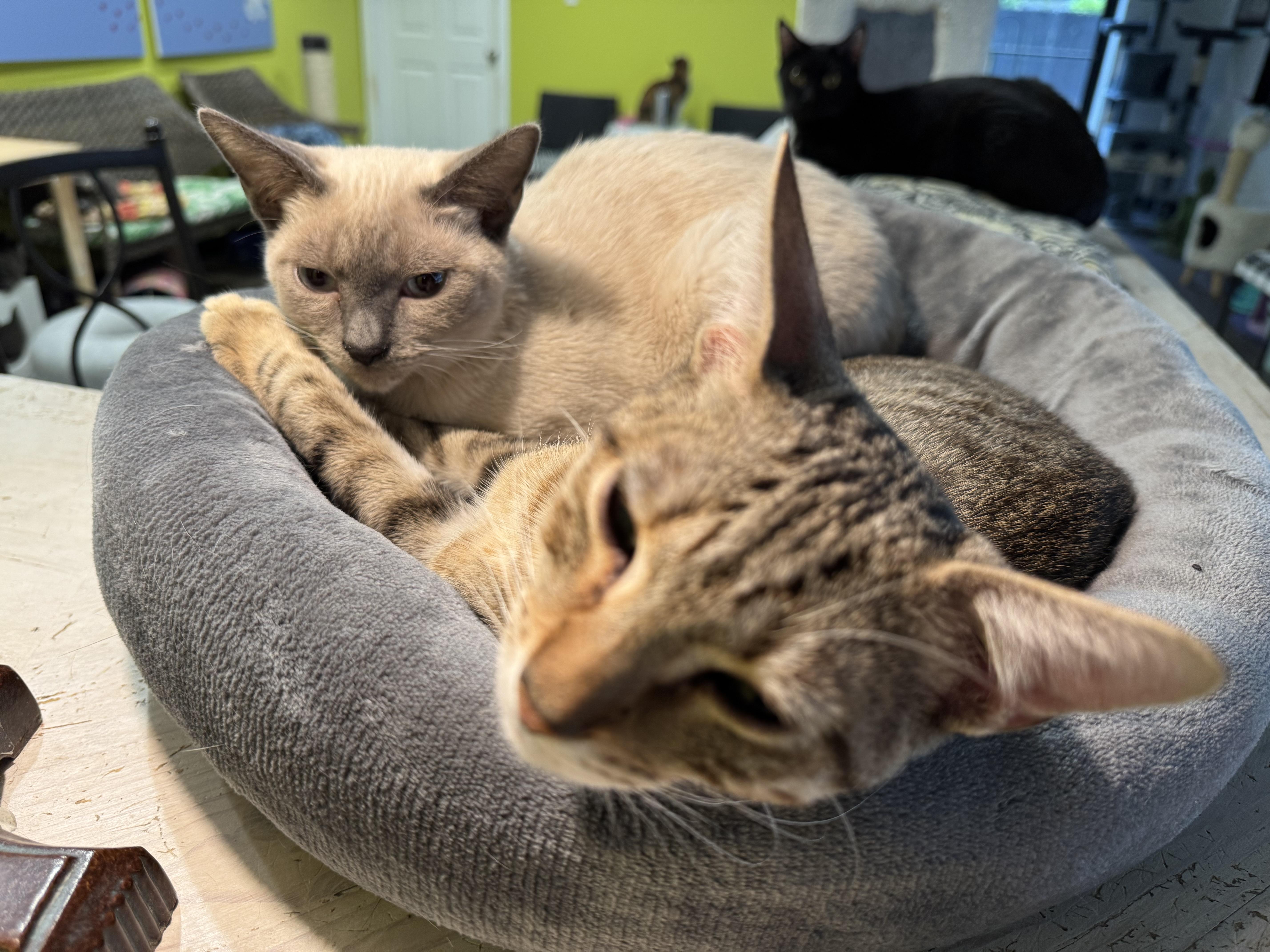 HERBIE & DERBY