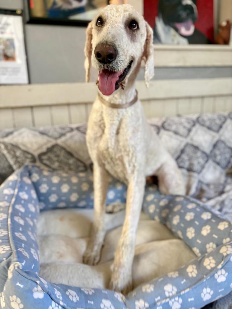 Peter, a Adoptable Poodle in Fort Worth, TX image 1/2