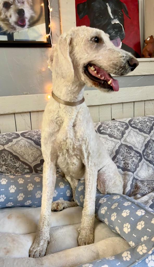 Peter, a Adoptable Poodle in Fort Worth, TX image 2/2