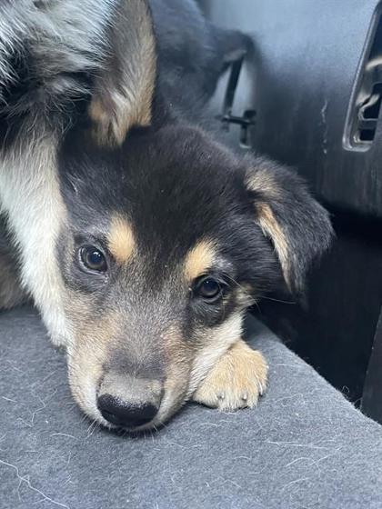 Enlarge Eros, an adopted mixed breed in Sacramento, CA image 1/1