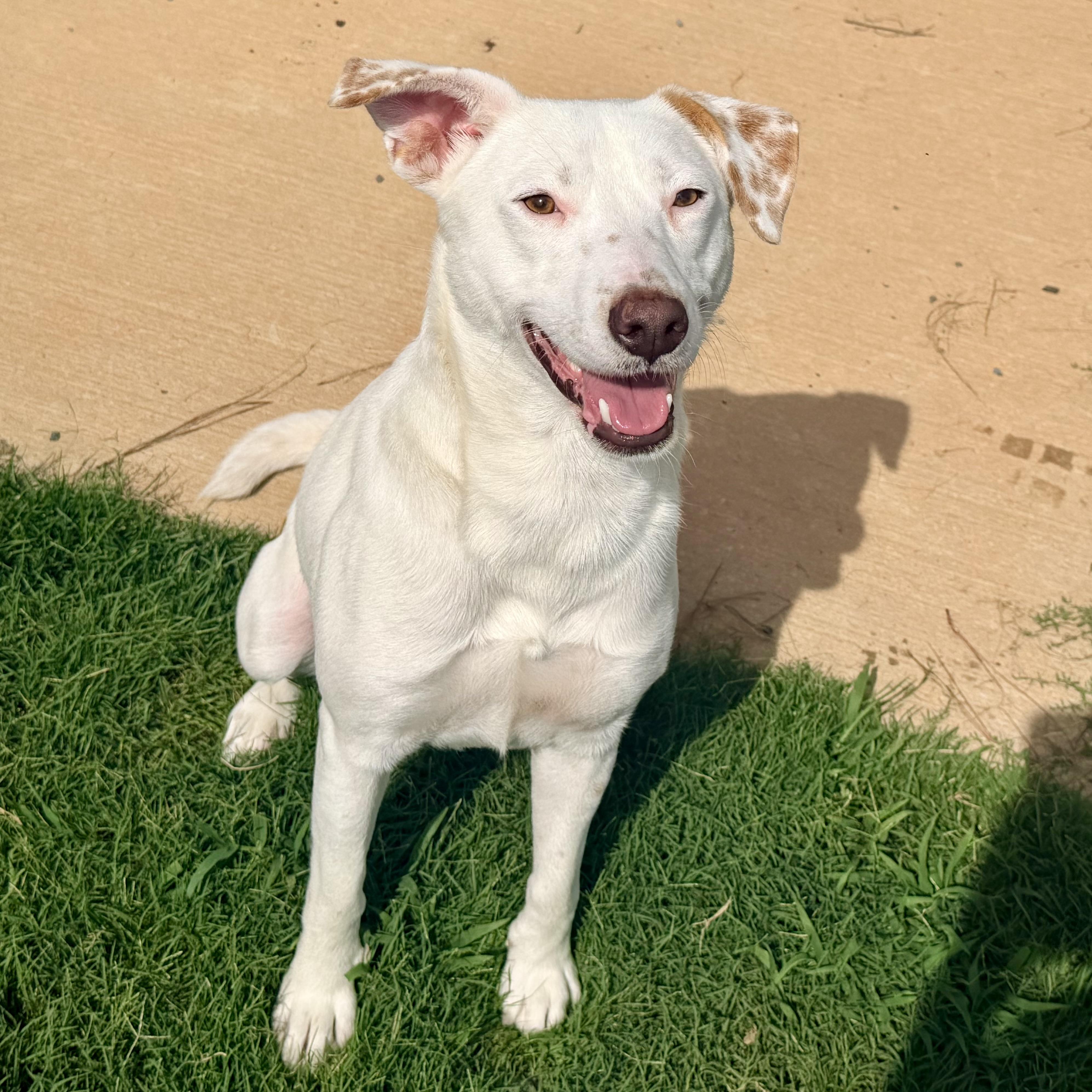 Enlarge Bam Bam, a Adoptable mixed breed in Paramus, NJ image 3/4