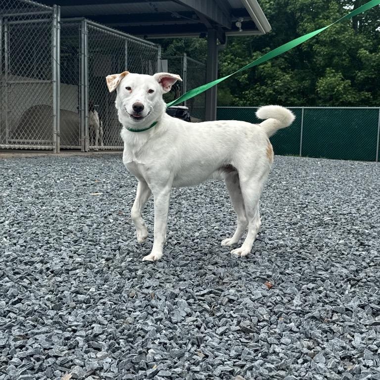 Enlarge Bam Bam, a Adoptable mixed breed in Paramus, NJ image 2/4