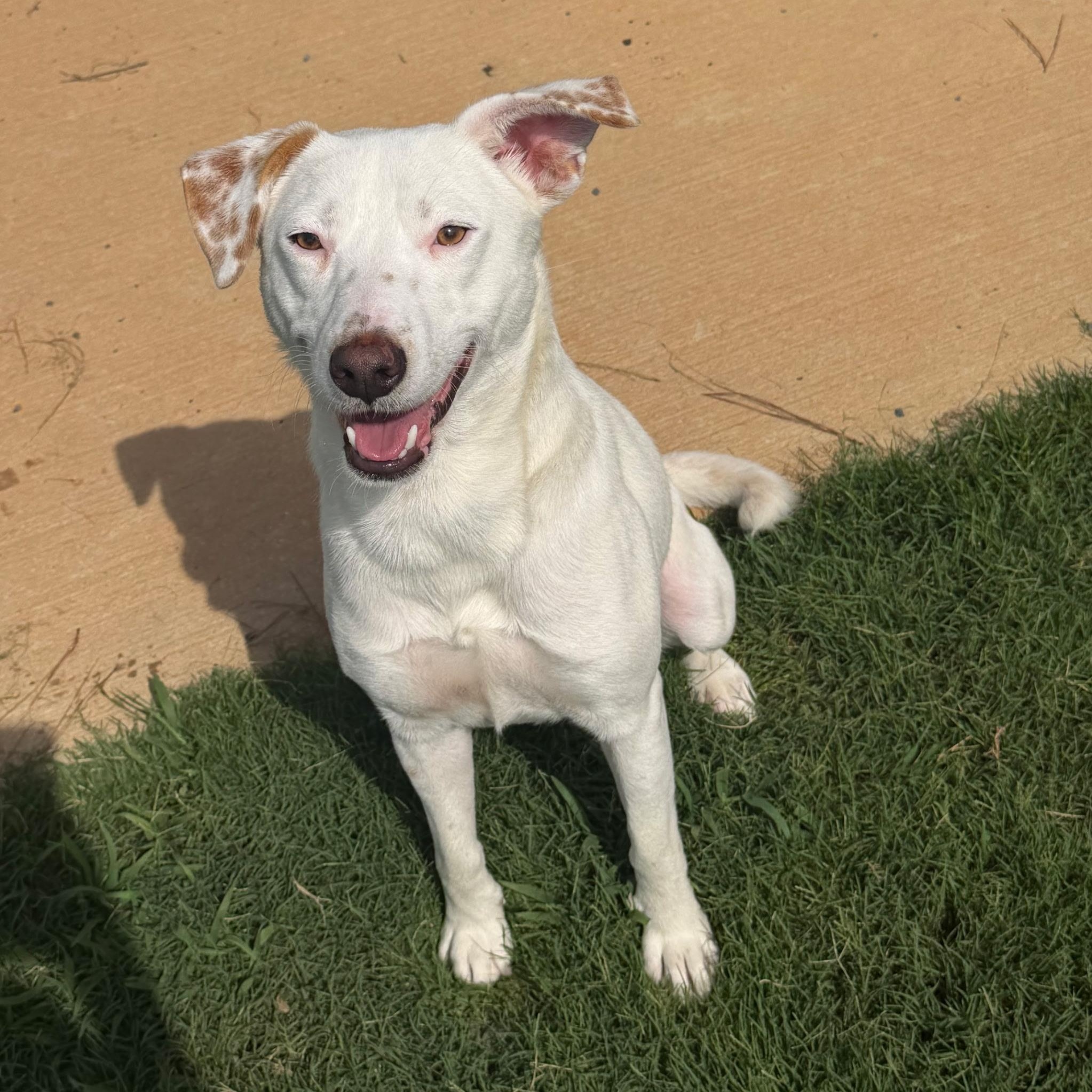 Enlarge Bam Bam, a Adoptable mixed breed in Paramus, NJ image 5/5