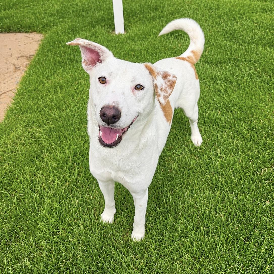 Bam Bam, Adoptable, Adult Male Terrier & Hound.