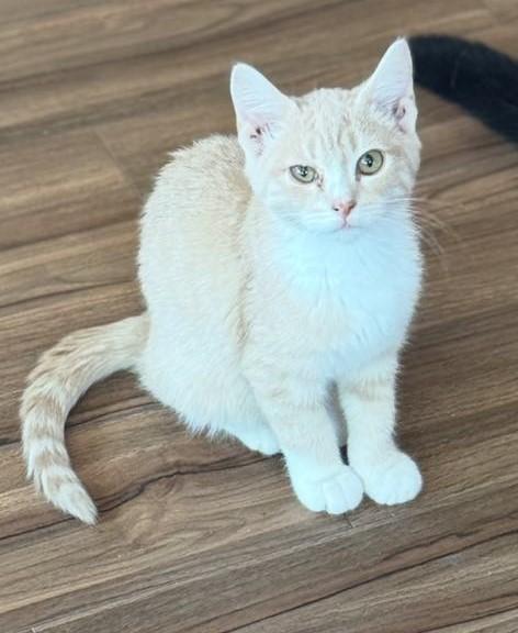DARWIN and TIMBER--Adopt Together or Separately, an adoptable Domestic Short Hair in Kenai, AK, 99611 | Photo Image 1