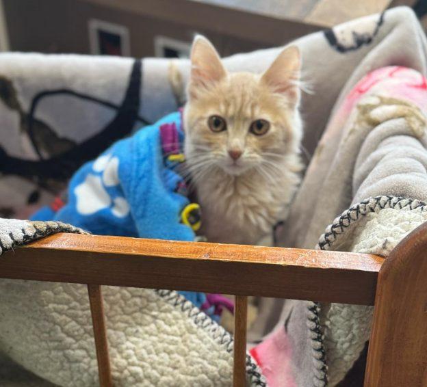 DARWIN and TIMBER--Adopt Together or Separately, an adoptable Domestic Short Hair in Kenai, AK, 99611 | Photo Image 2
