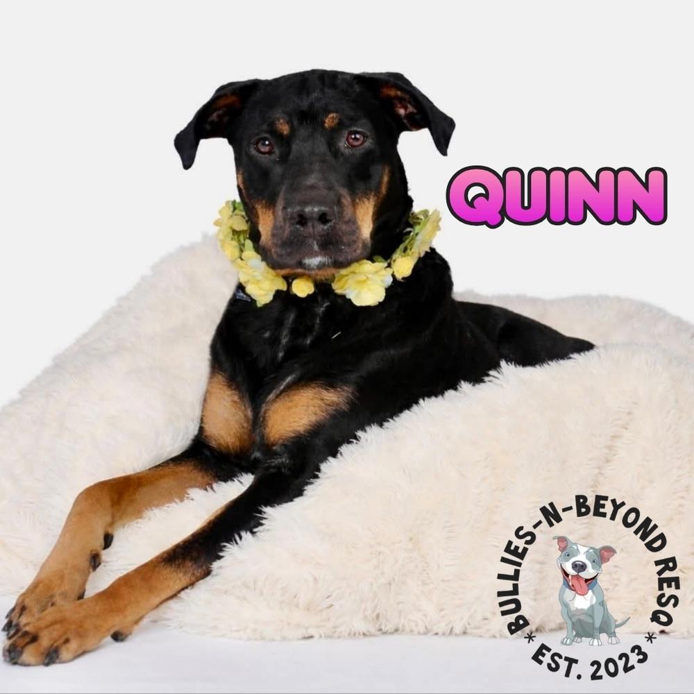 Enlarge Quinn, a Adoptable mixed breed in Omaha, NE image 1/4