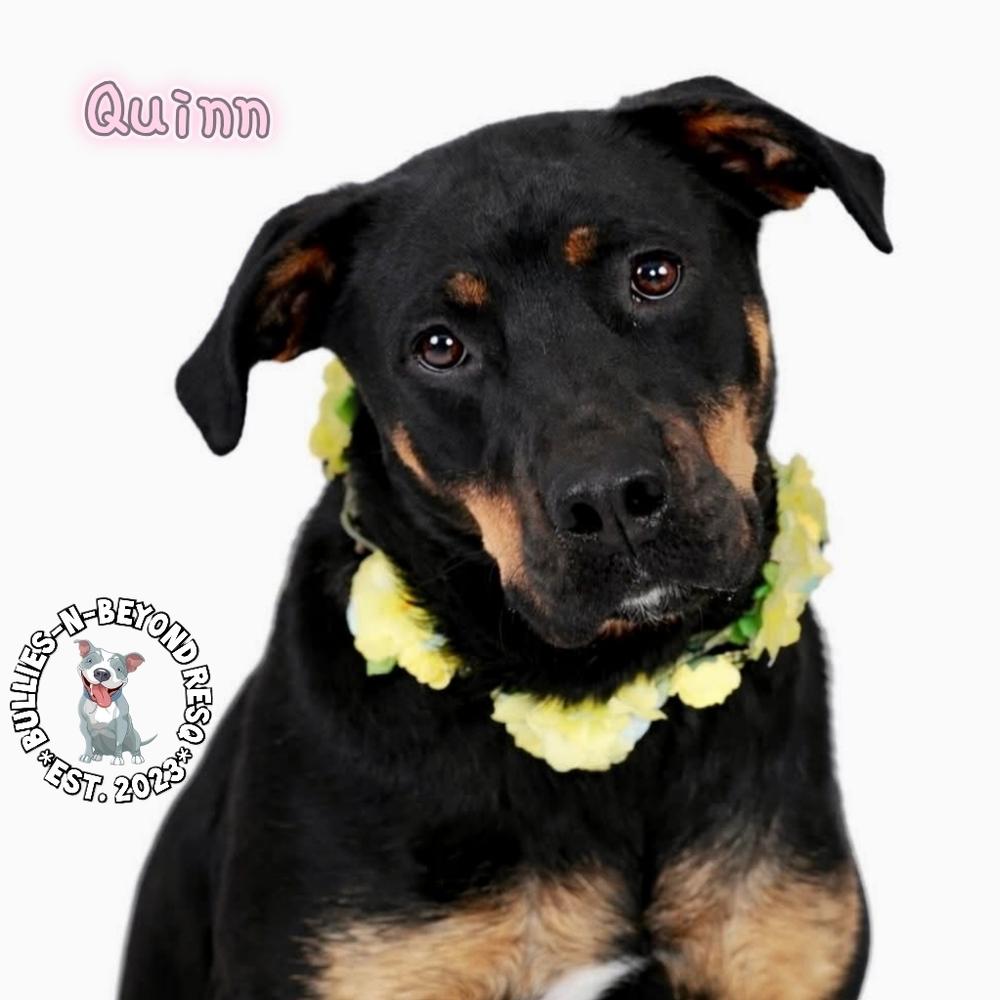 Enlarge Quinn, a Adoptable mixed breed in Omaha, NE image 2/4
