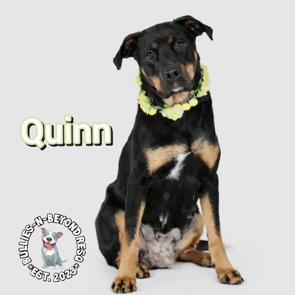 Enlarge Quinn, a Adoptable mixed breed in Omaha, NE image 3/4