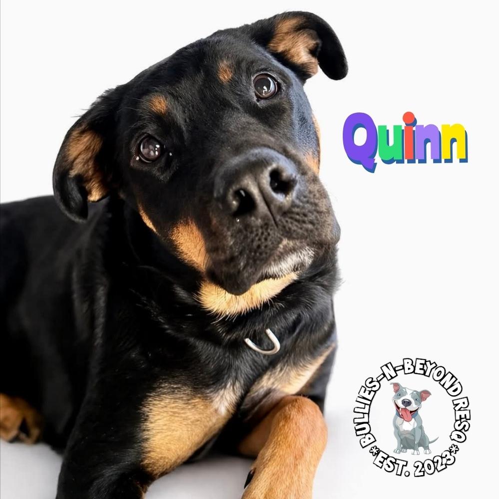 Enlarge Quinn, a Adoptable mixed breed in Omaha, NE image 4/4