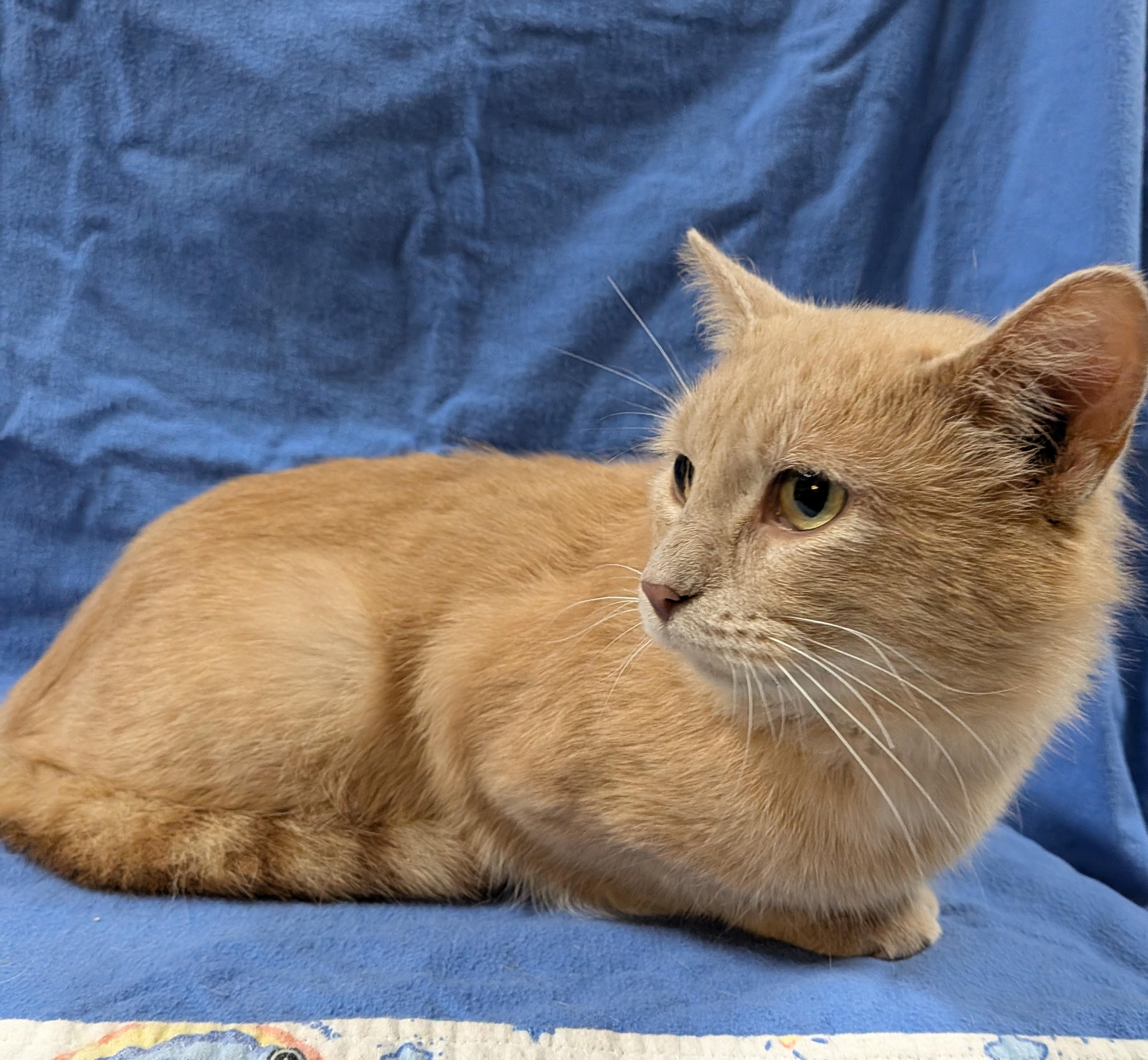 FRANKIE, an adopted Domestic Short Hair in Tillsonburg, ON image 2/6