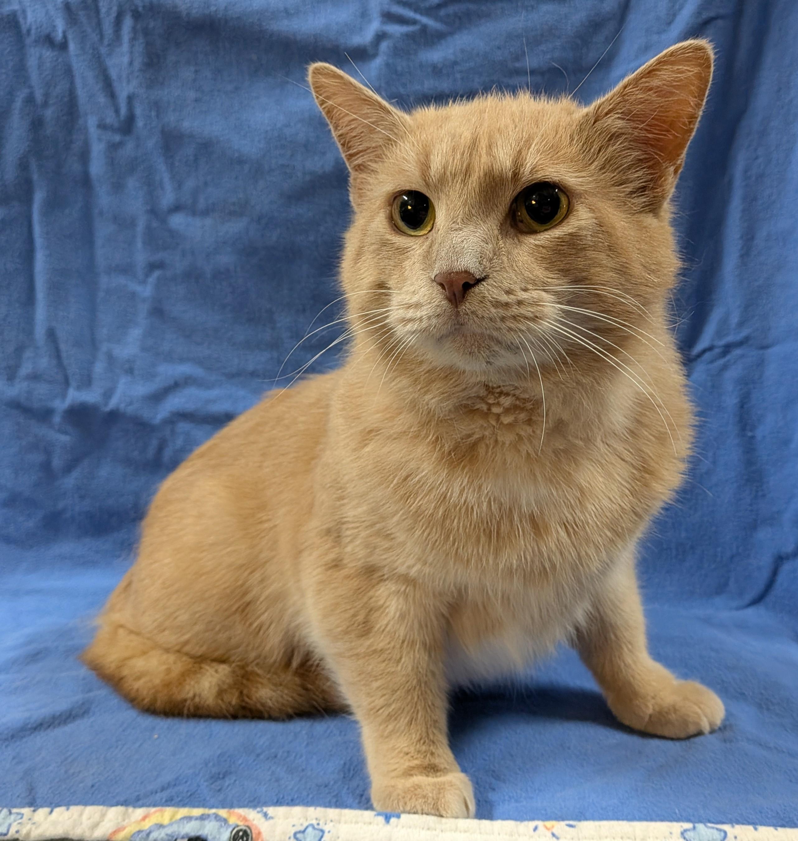 FRANKIE, an adopted Domestic Short Hair in Tillsonburg, ON image 4/6