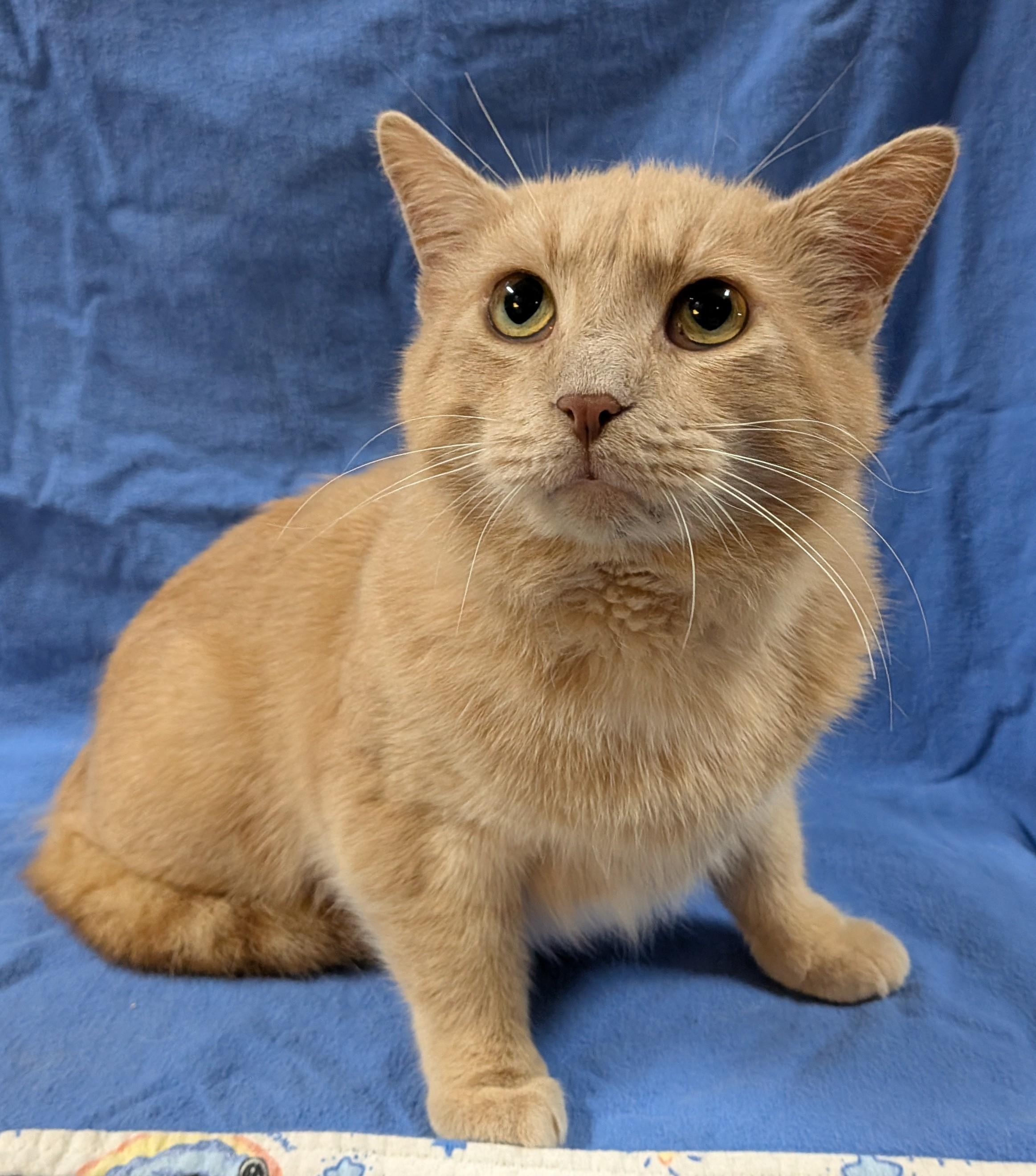FRANKIE, an adopted Domestic Short Hair in Tillsonburg, ON image 6/6