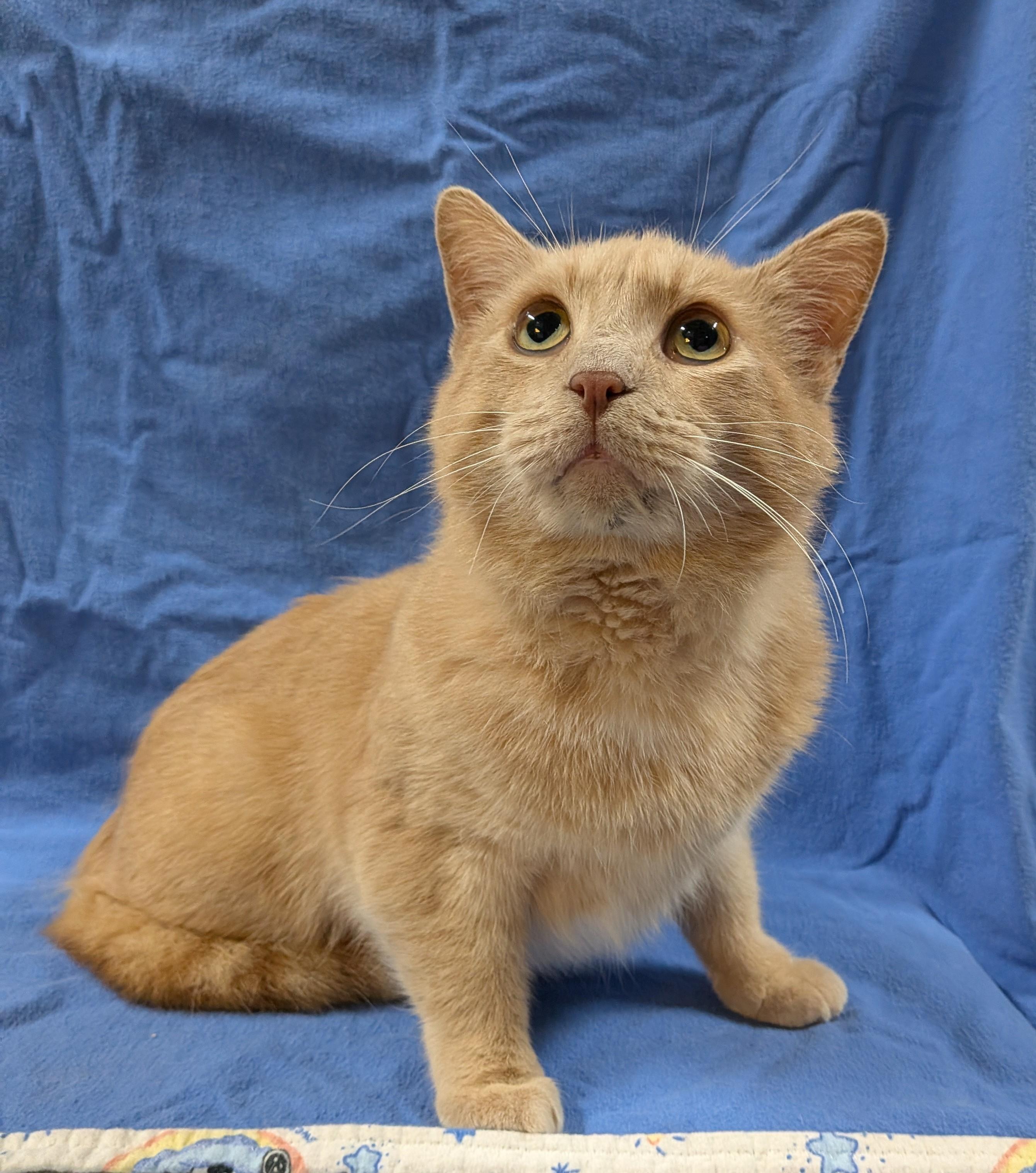FRANKIE, an adopted Domestic Short Hair in Tillsonburg, ON image 5/6