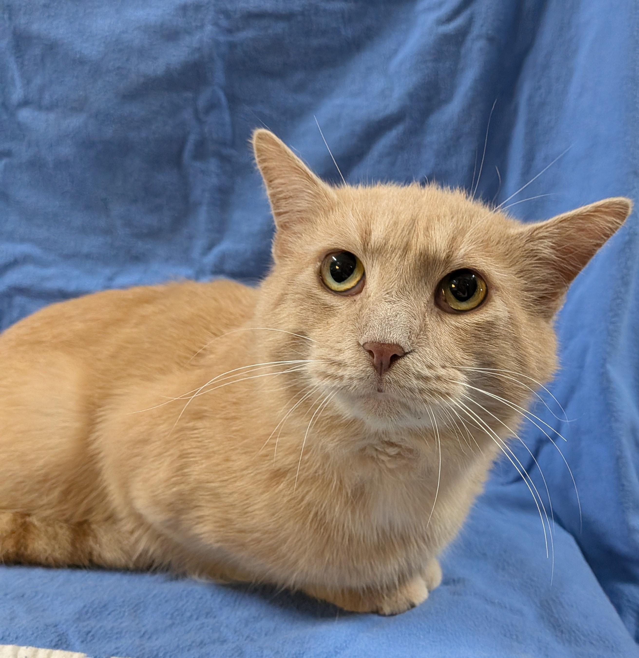 FRANKIE, an adopted Domestic Short Hair in Tillsonburg, ON image 1/6