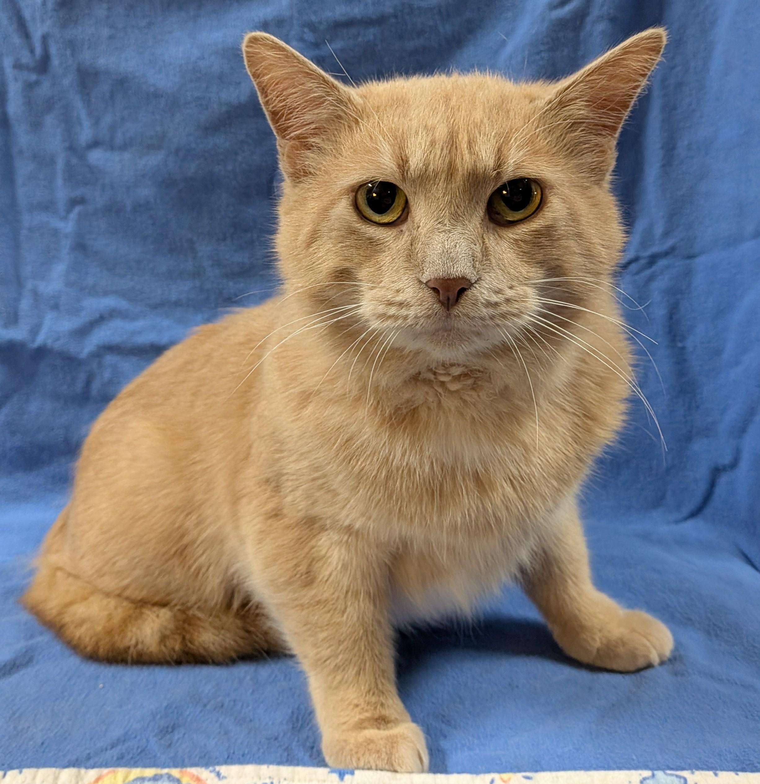 FRANKIE, an adopted Domestic Short Hair in Tillsonburg, ON image 3/6