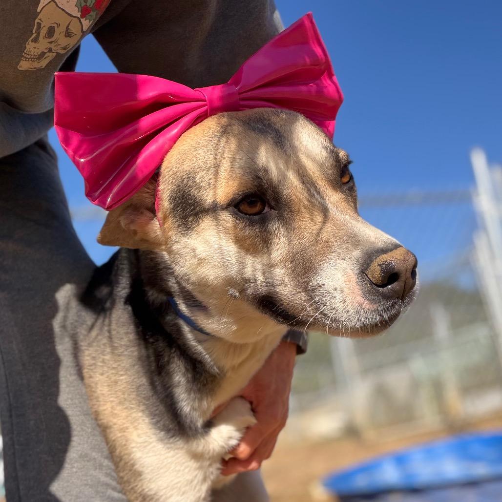 Rock Ann, Adoptable, Young Female Shepherd.