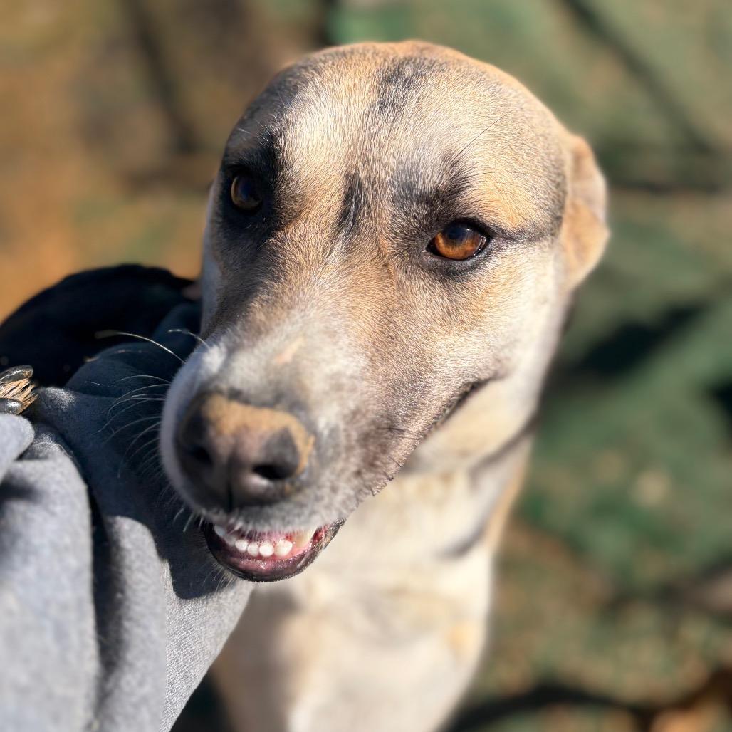 Enlarge Rock Ann, a Adoptable Shepherd in Enfield, NH image 2/6