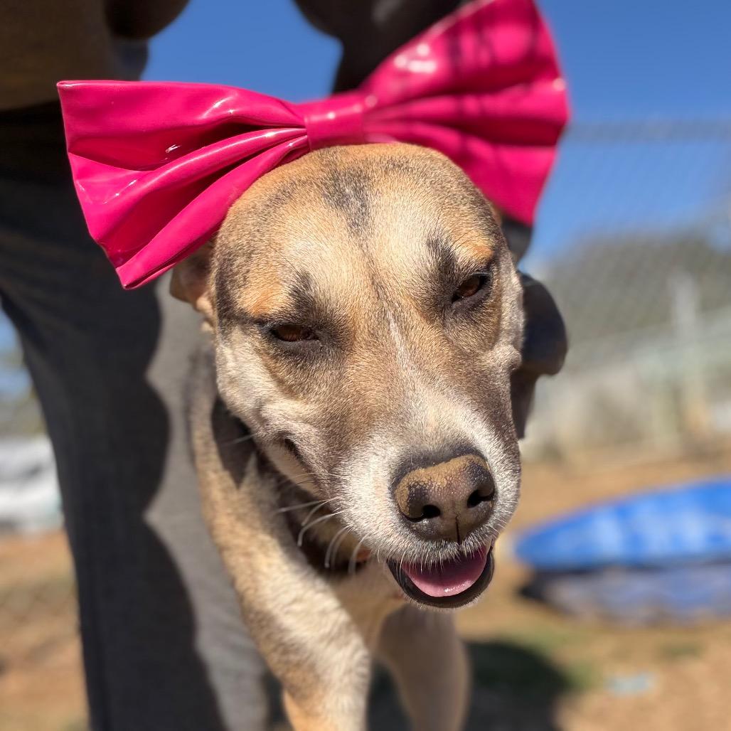 Enlarge Rock Ann, a Adoptable Shepherd in Enfield, NH image 3/6