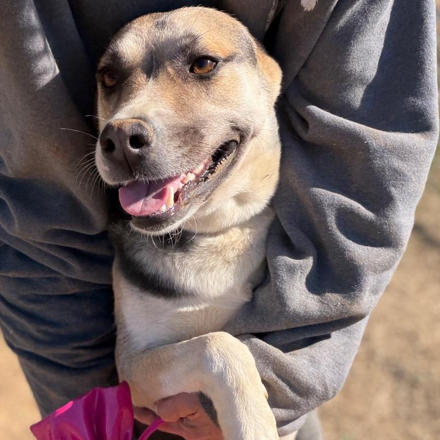 Enlarge Rock Ann, a Adoptable Shepherd in Enfield, NH image 4/6