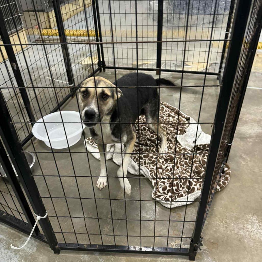 Enlarge Rock Ann, a Adoptable Shepherd in Enfield, NH image 5/6