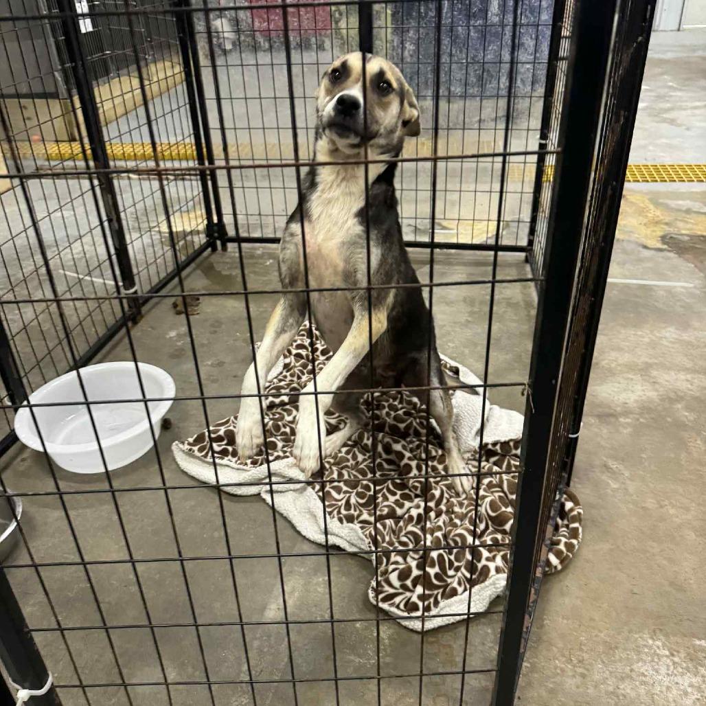 Enlarge Rock Ann, a Adoptable Shepherd in Enfield, NH image 6/6