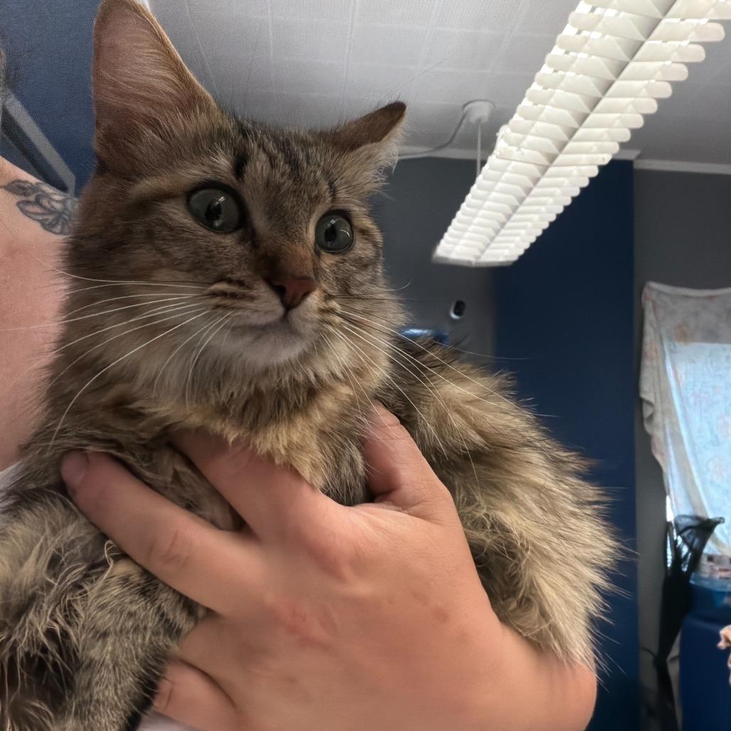 Enlarge Angelica, a Adoptable Domestic Medium Hair in Oak Hill, WV image 1/1
