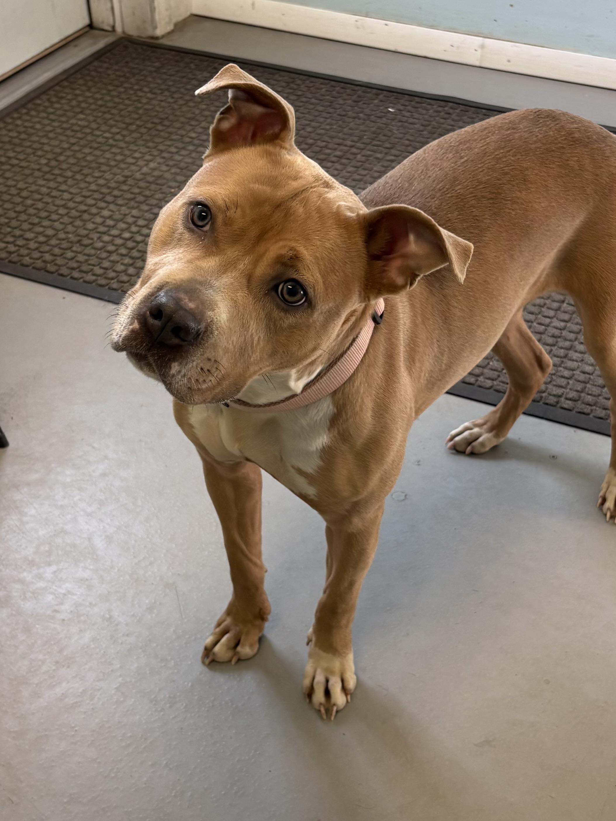 Enlarge Marilou, an adopted mixed breed in Big Rapids, MI image 1/2