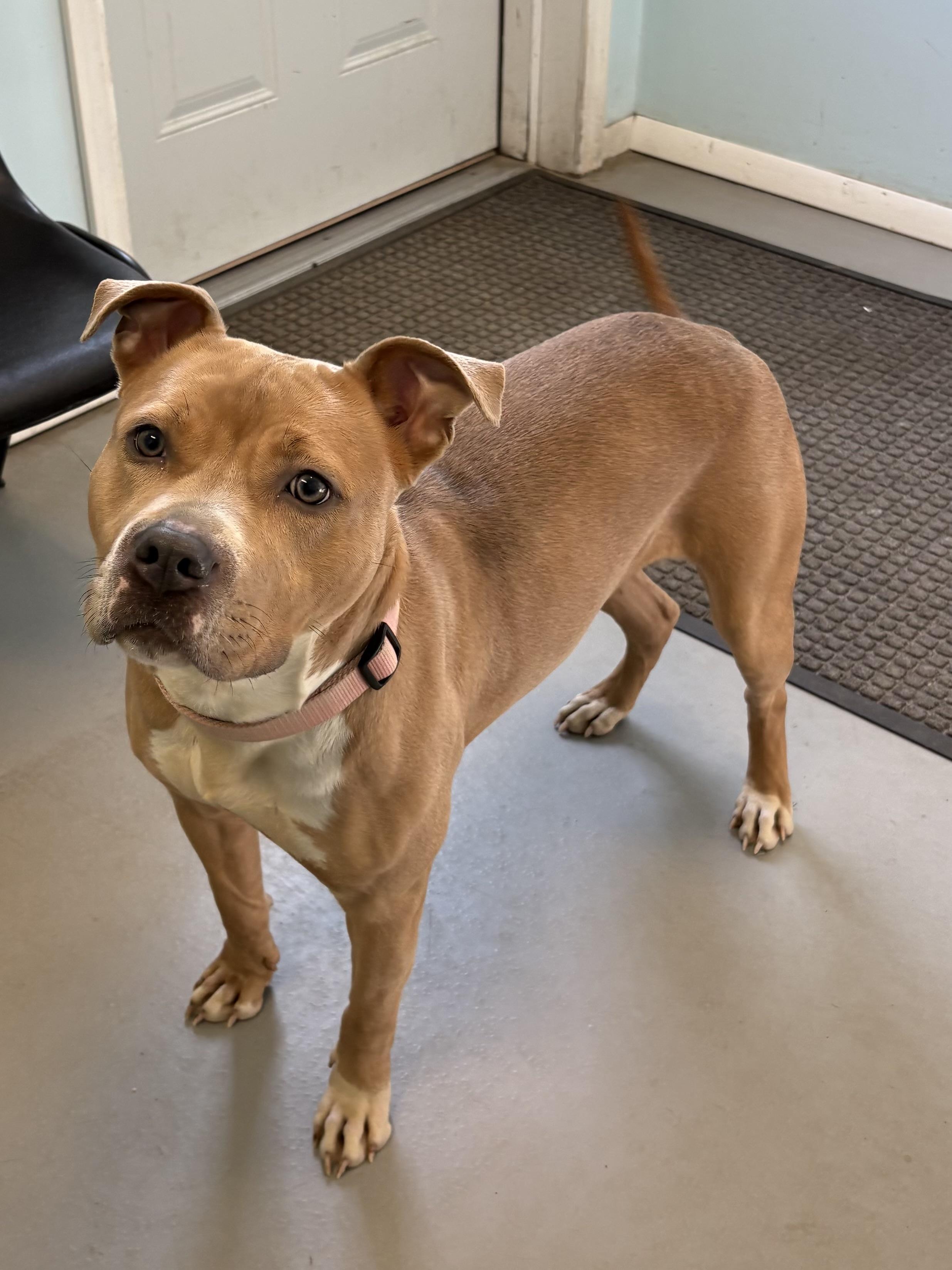 Enlarge Marilou, an adopted mixed breed in Big Rapids, MI image 2/2