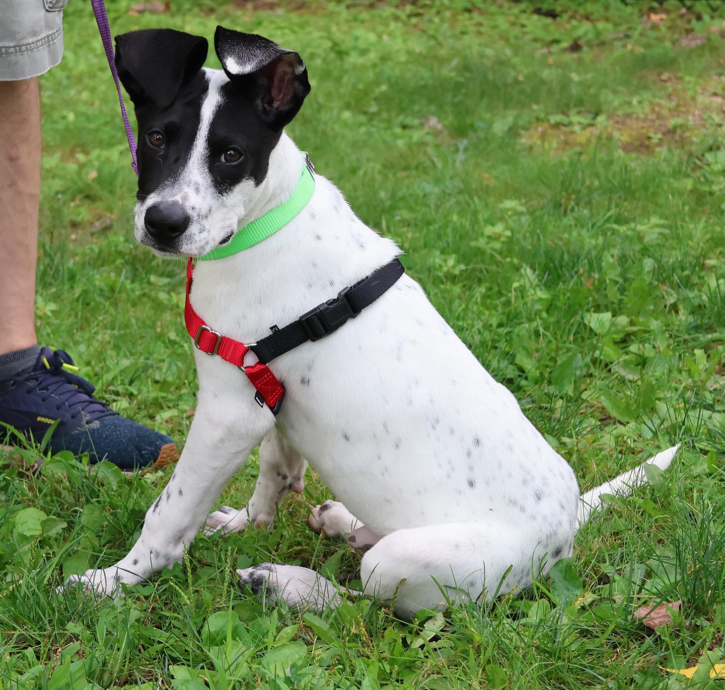 Enlarge Cypress, a Adoptable mixed breed in Harrison, NY image 3/6