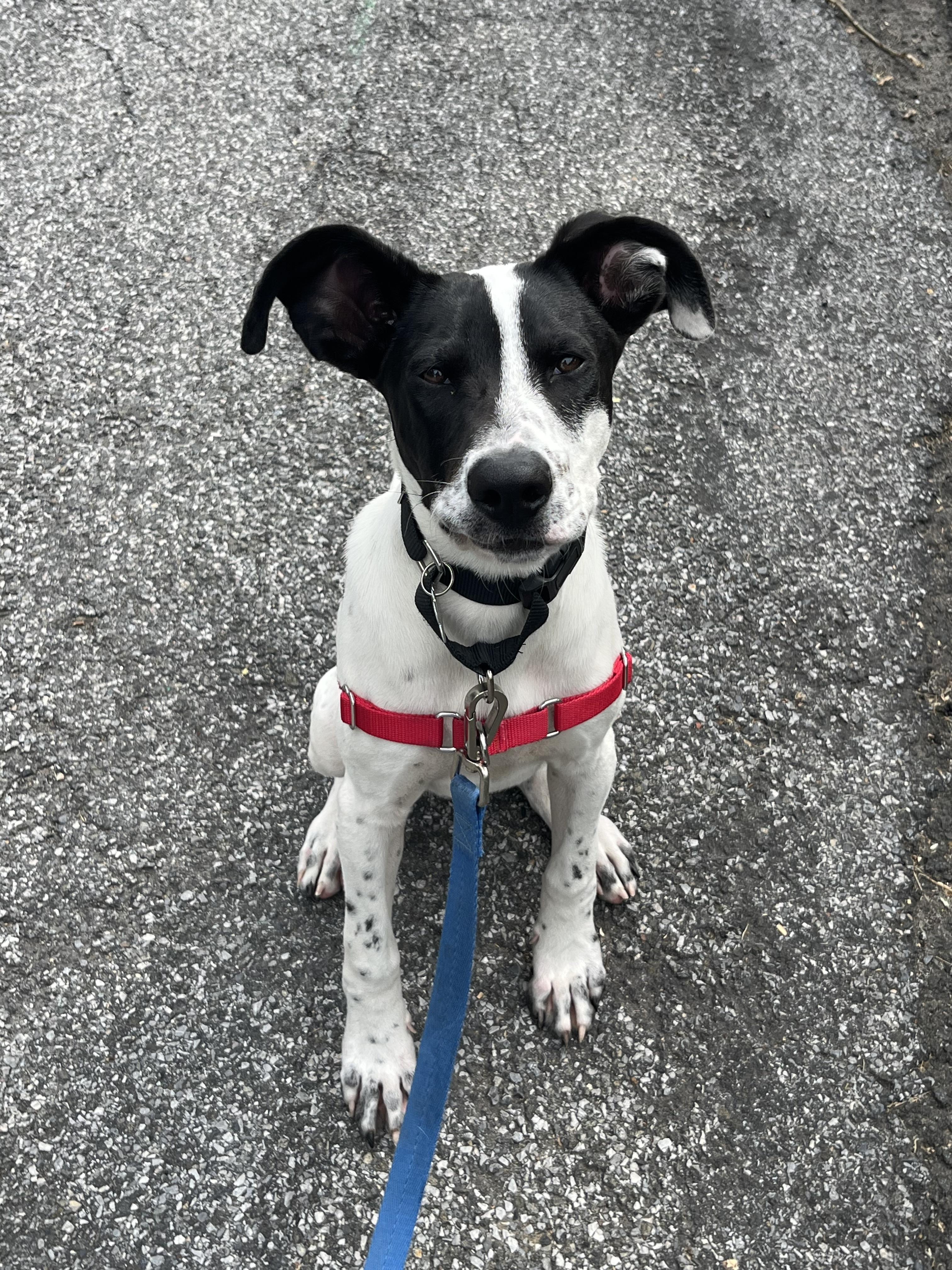 Enlarge Cypress, a Adoptable mixed breed in Harrison, NY image 2/6
