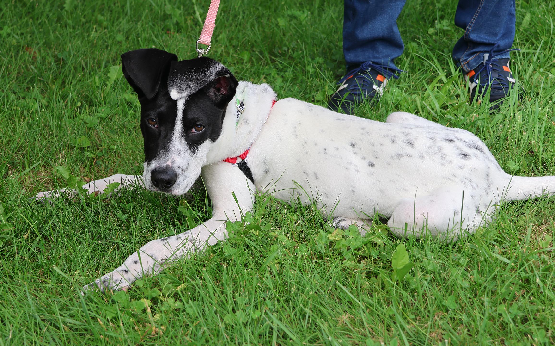 Enlarge Cypress, a Adoptable mixed breed in Harrison, NY image 5/6