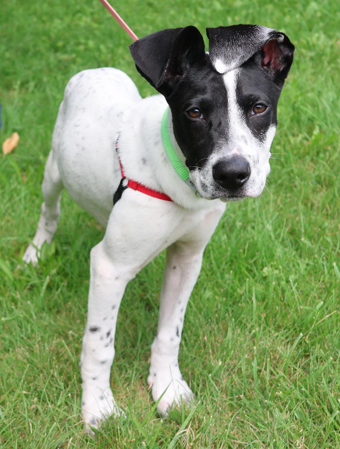 Enlarge Cypress, a Adoptable mixed breed in Harrison, NY image 4/6