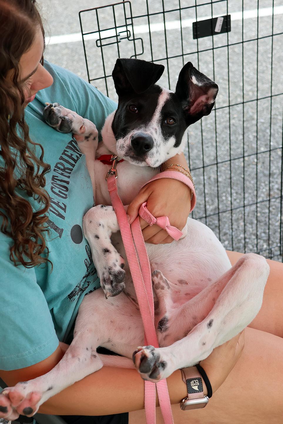 Enlarge Cypress, a Adoptable mixed breed in Harrison, NY image 6/6