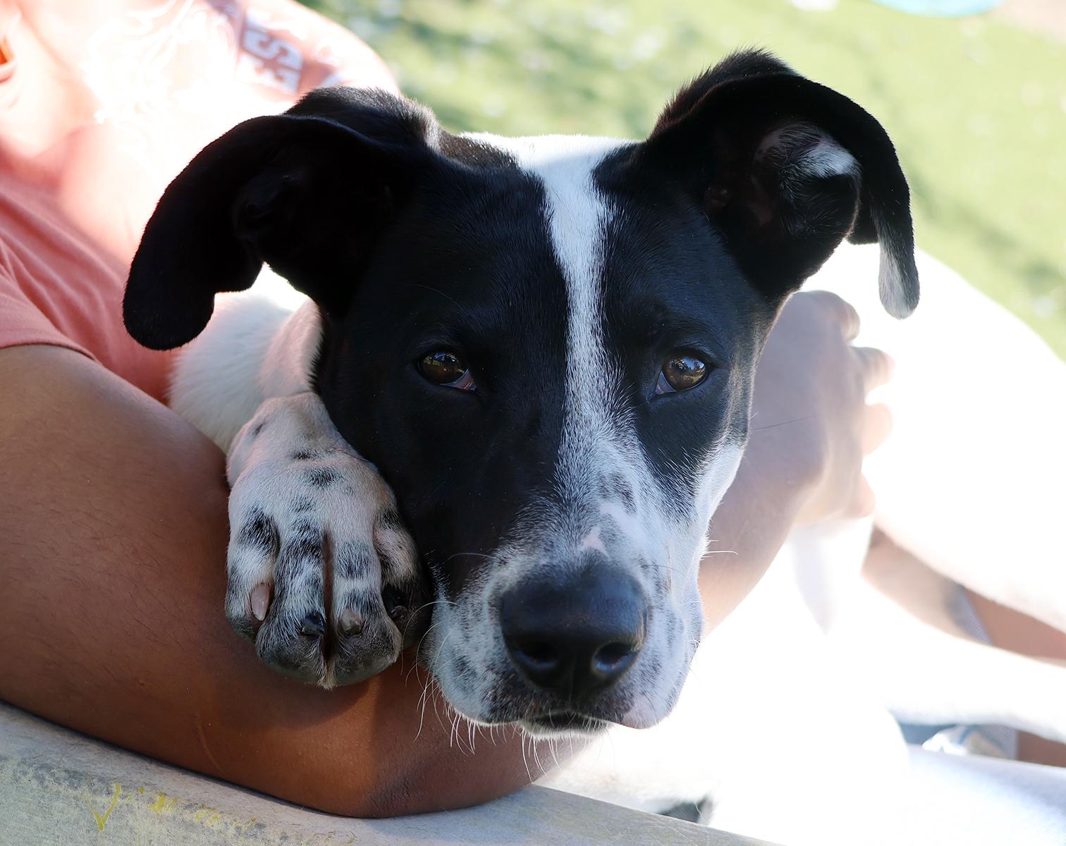 Enlarge Cypress, a Adoptable mixed breed in Harrison, NY image 1/6
