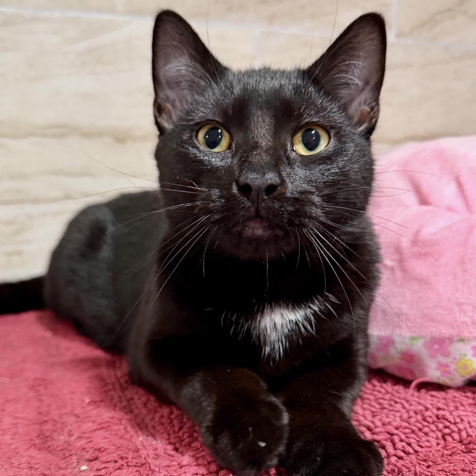 Dante, Adoptable, Young Male Domestic Short Hair.