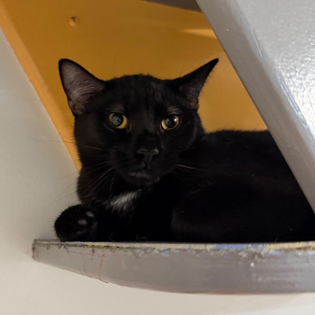 Enlarge Dante, a Adoptable Domestic Short Hair in Oyster Bay, NY image 2/2