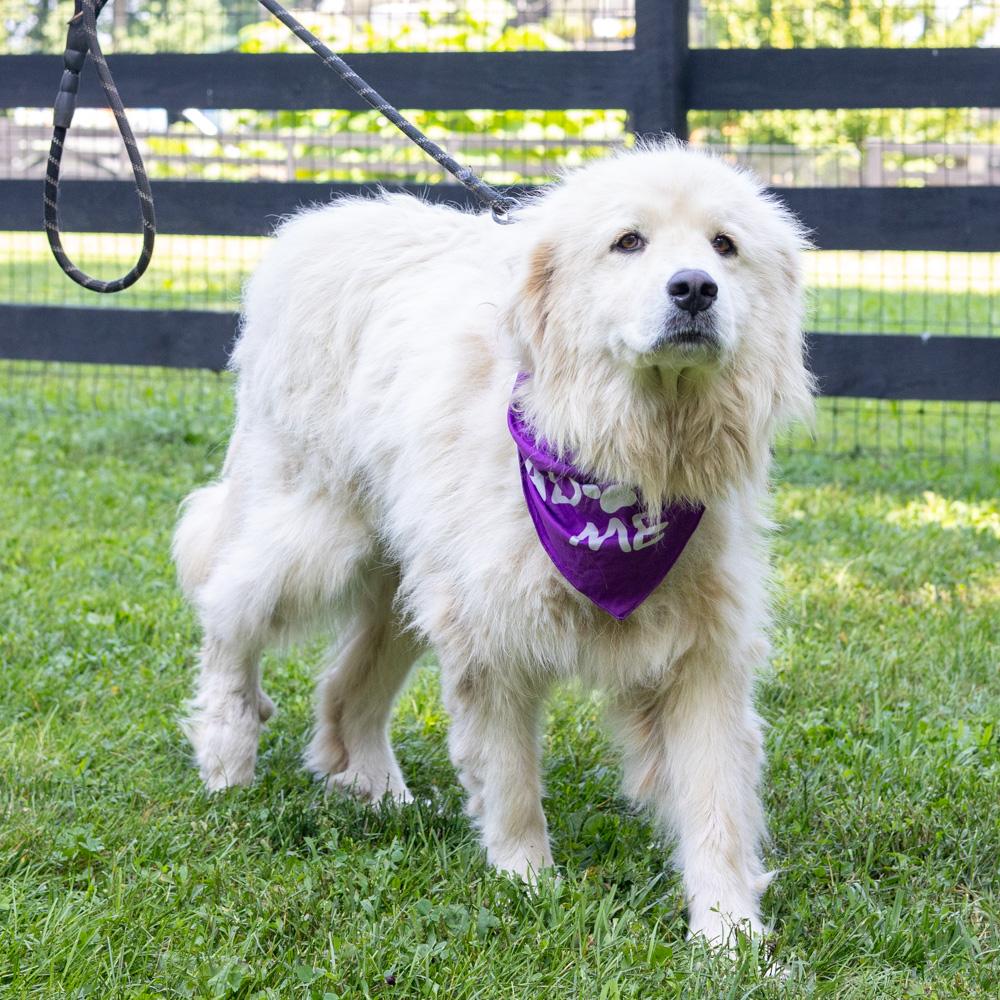 Daisey (Female)