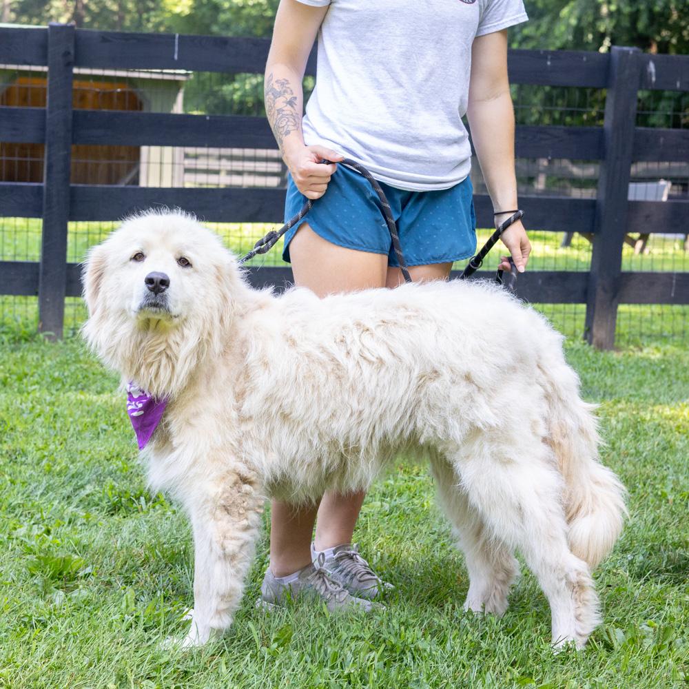 Daisey (Female)