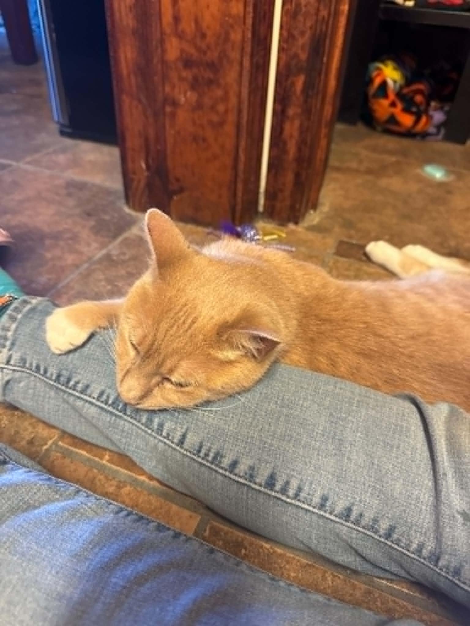 Macaroni, a ADOPTABLE Tiger in Fulton, NY image 3/5