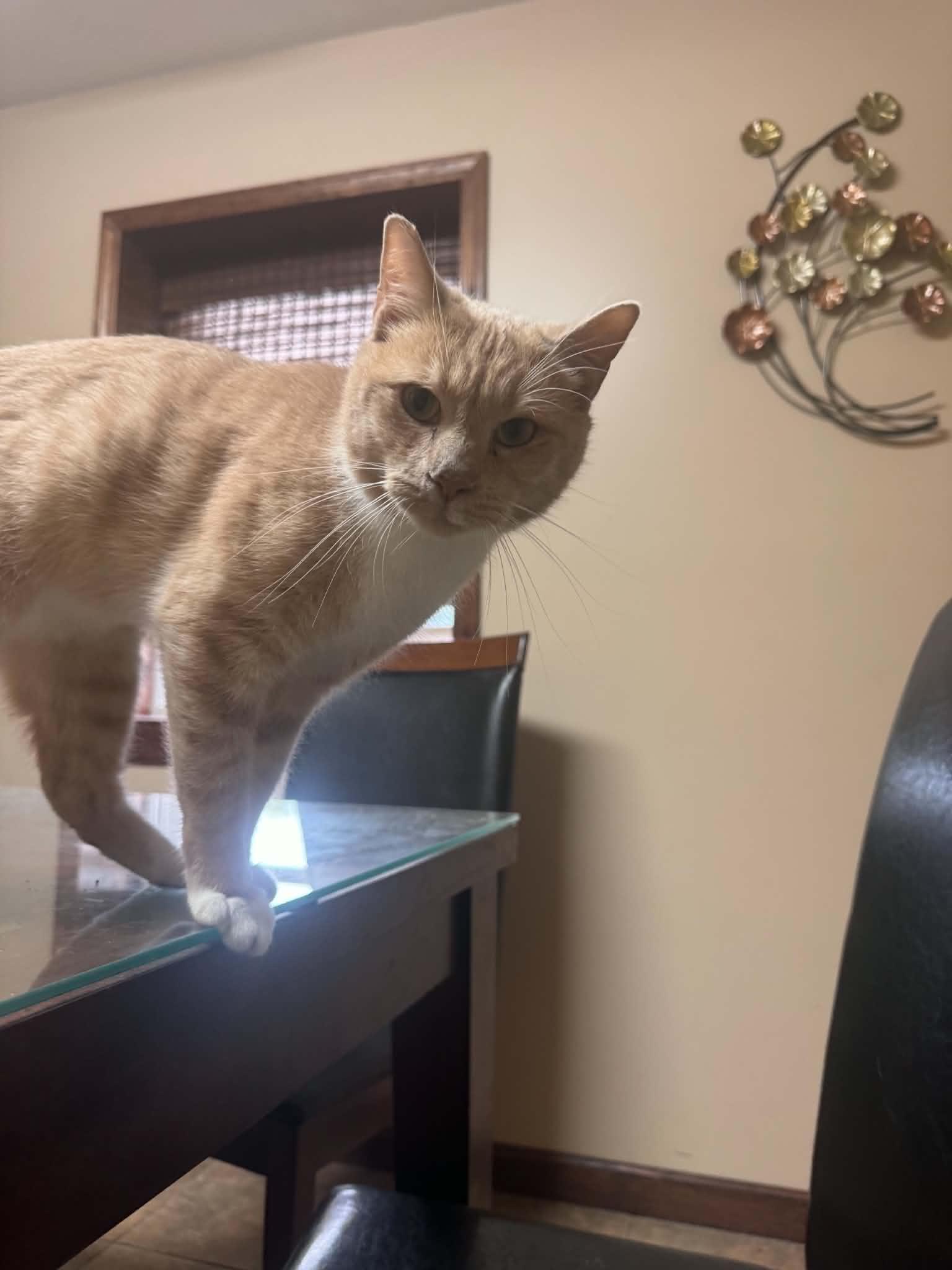 Macaroni, a ADOPTABLE Tiger in Fulton, NY image 2/5