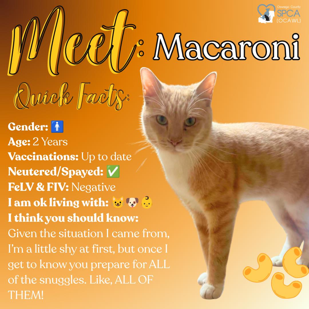 Macaroni, a ADOPTABLE Tiger in Fulton, NY image 1/5