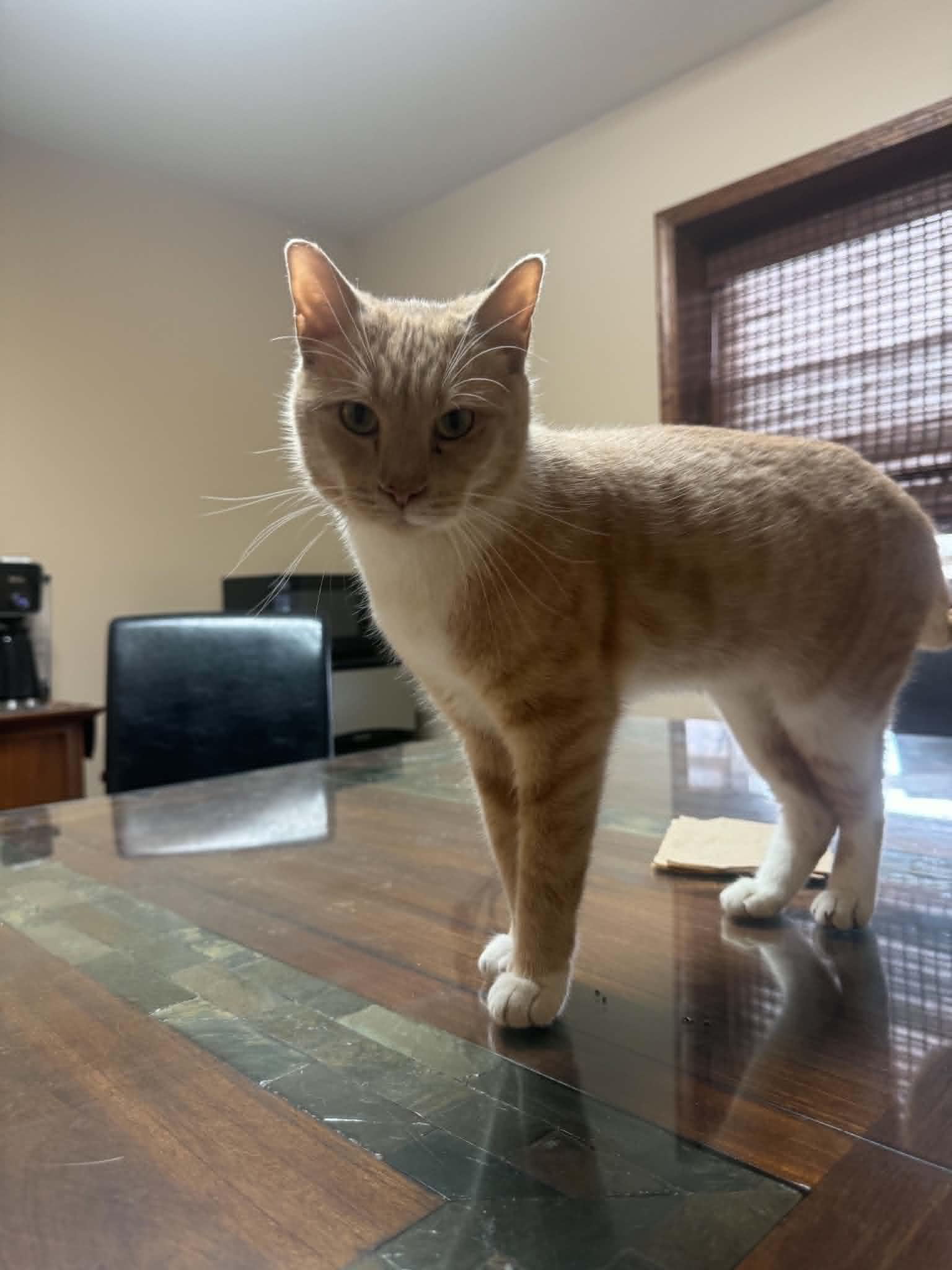 Macaroni, a ADOPTABLE Tiger in Fulton, NY image 5/5